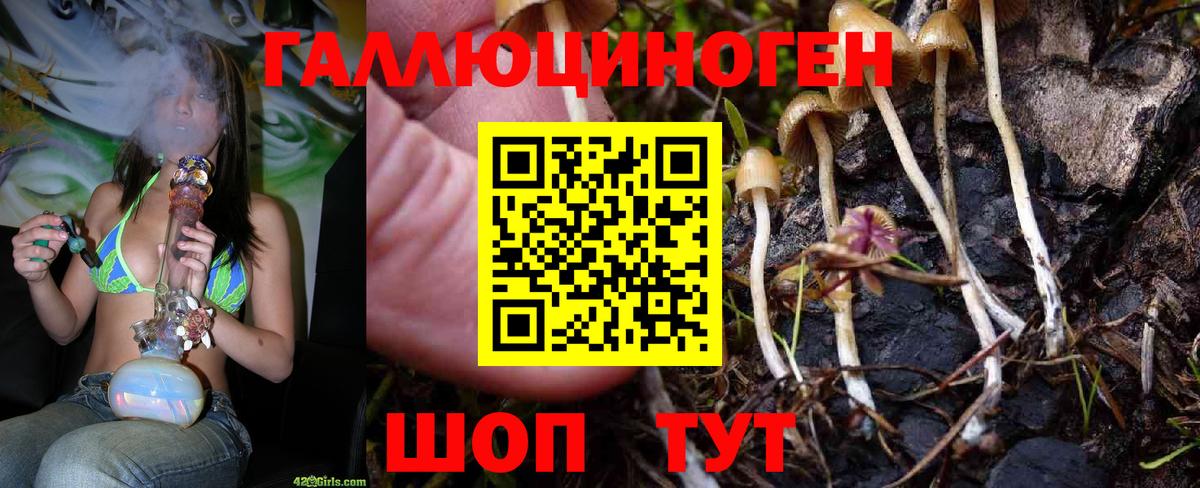 Псилоцибиновые грибы Cubensis  Вход с VPN  Мариинск 